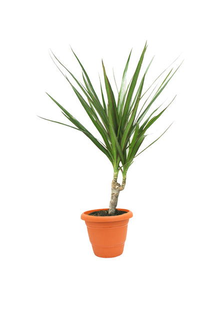 Dracaena Marginata Small -  Evergreen Indoor Plant