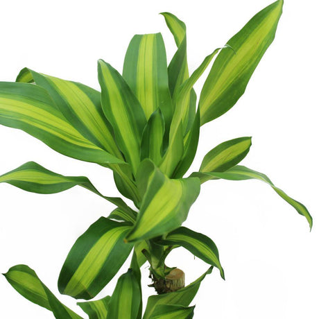 Dracaena Massangeana - Dracaena Fragrans - Plantsworld.ae - {{ varient.name }}