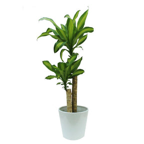 Dracaena Massangeana - Dracaena Fragrans - Plantsworld.ae - {{ varient.name }}