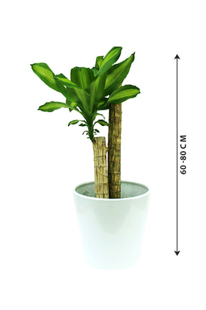 Dracaena Massangeana - Dracaena Fragrans - Plantsworld.ae
