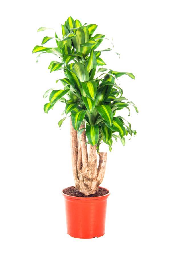 Dracaena Massangeana Branched - Dracaena Fragrans - Plantsworld.ae - {{ varient.name }}