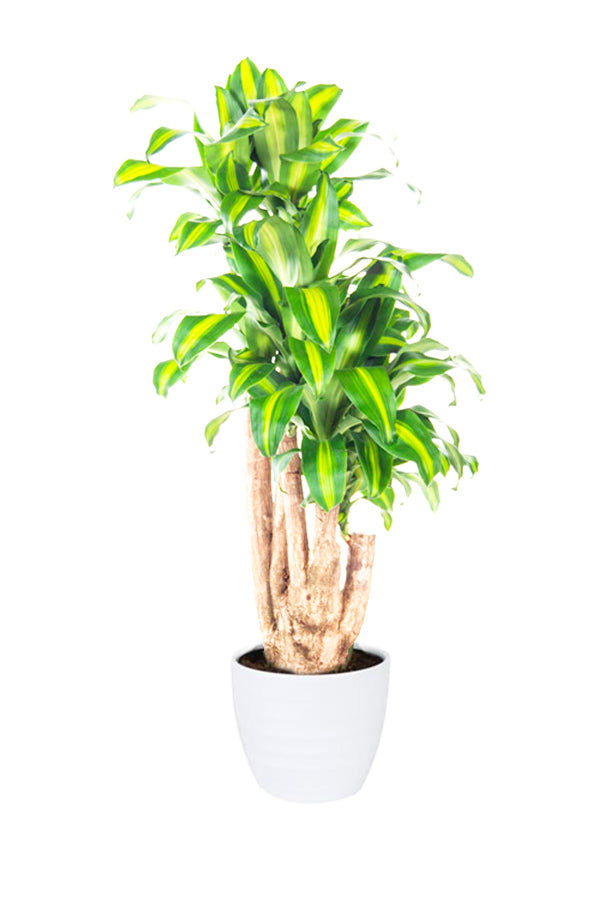 Dracaena Massangeana Branched (Holland) Indoor Plant with Striking Green Foliage