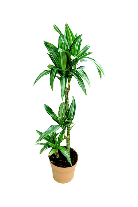 Dracaena Warneckii - Striped Dracaenas - Indoor Plant