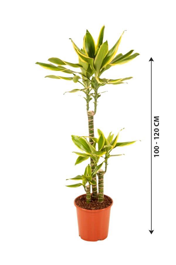 Dracaena Gold Coast - Plantsworld.ae - {{ varient.name }}