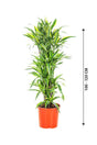 Dracaena Lemon Lime - Lemon Lime plant - Plantsworld.ae - {{ varient.name }}