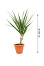 Dracaena Marginata Small - Low Light Evergreen Plant - Plantsworld.ae - {{ varient.name }}