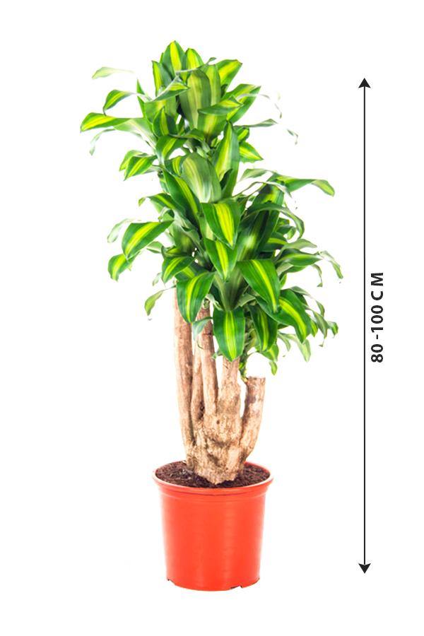 Dracaena Massangeana Branched - Dracaena Fragrans - Plantsworld.ae - {{ varient.name }}