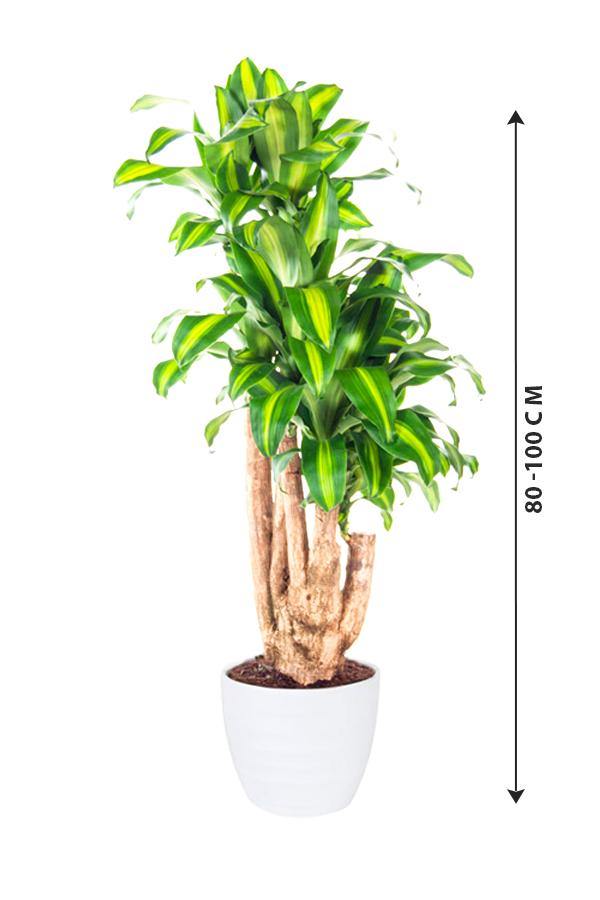 Dracaena Massangeana Branched - Dracaena Fragrans - Plantsworld.ae - {{ varient.name }}