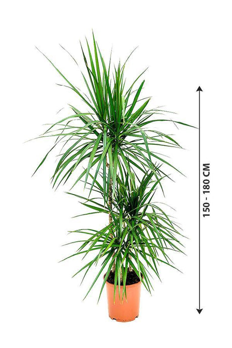 Dracaena marginata-3PP - Low light Evergreen Plant - Plantsworld.ae - {{ varient.name }}