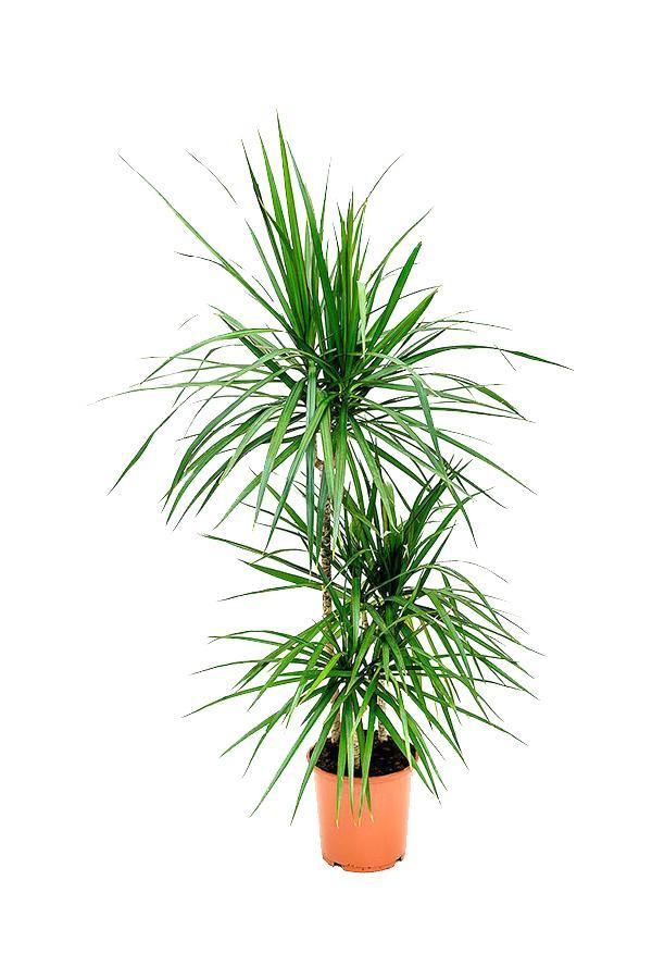Dracaena marginata-3PP - Low light Evergreen Plant - Plantsworld.ae - {{ varient.name }}