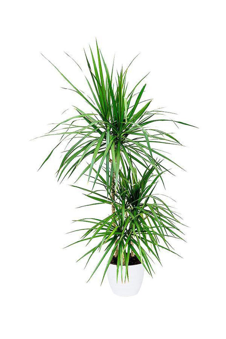 Dracaena Marginata Small - Low Light Evergreen Plant - Plantsworld.ae - {{ varient.name }}