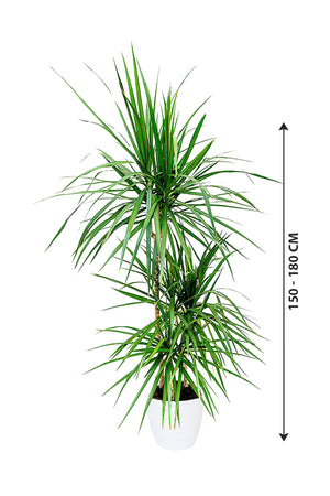 Dragon Tree - Dracaena Marginata