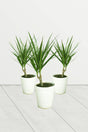Dracaena marginata-Evergreen Plant With Ceramic Pot - Dracaena marginata-Evergreen Plant With Ceramic Pot - Plantsworld.ae