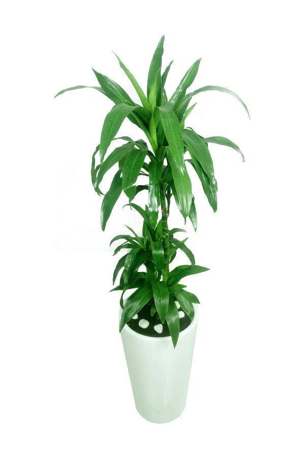 Dracaena Art – nicht blühend – hohe Büropflanze im hohen Topf