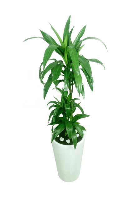 Dracaena Art - Non Flowering -Office Tall Plant In Tall Pot