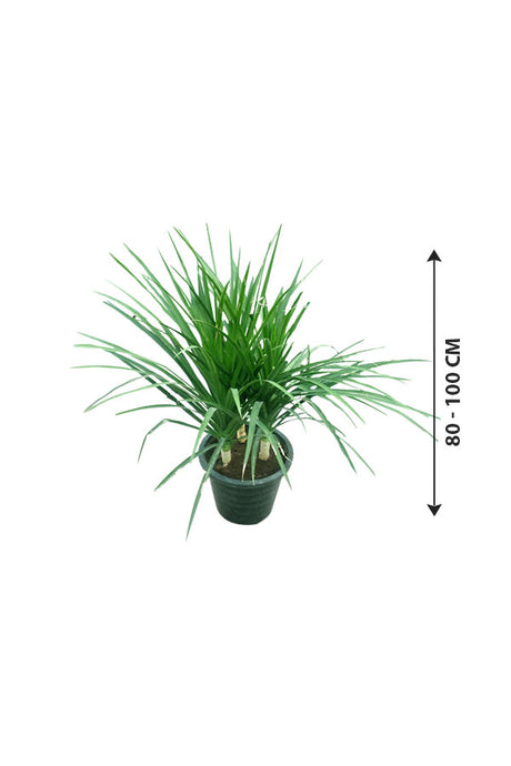 Dracena Draco 3 Stiele