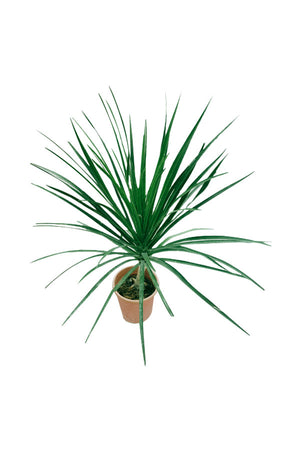 Dracaena Draco Single Stem - Albero del Drago Tree Plant - Plantsworld.ae