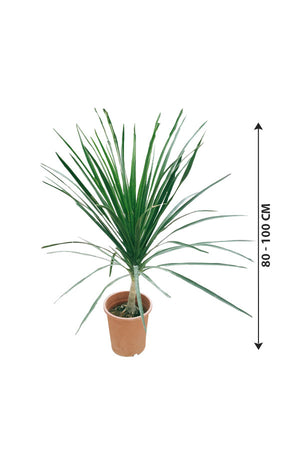 Dracaena Draco Single Stem Tree Plant – Indoor and Outdoor Tree available at PlantsWorld.ae