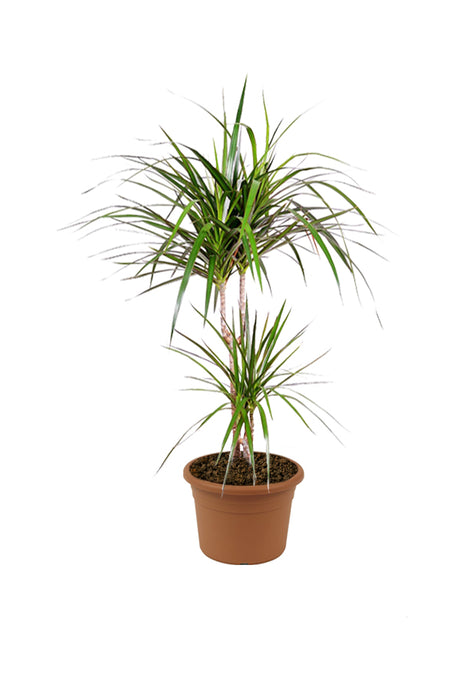 Dragon Tree - Branched Dracaena - Indoor Plant