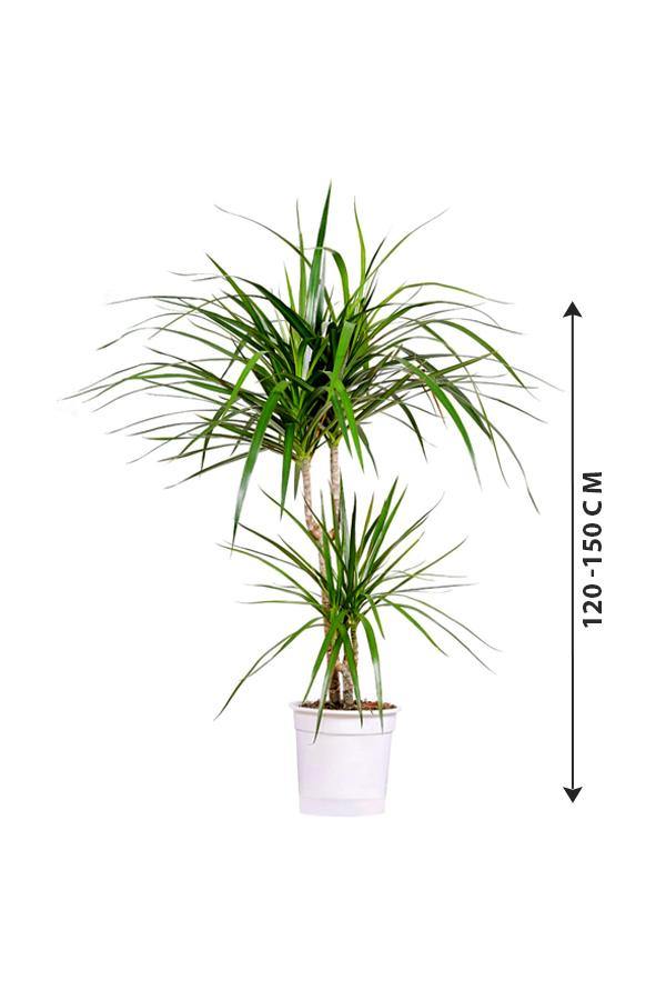 Dragon Tree Branched - Branched Dracaena - Plantsworld.ae - {{ varient.name }}