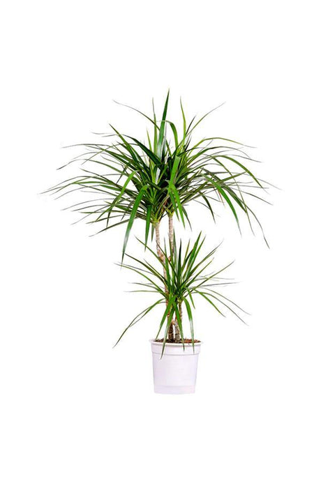 Dragon Tree Branched - Branched Dracaena - Plantsworld.ae - {{ varient.name }}