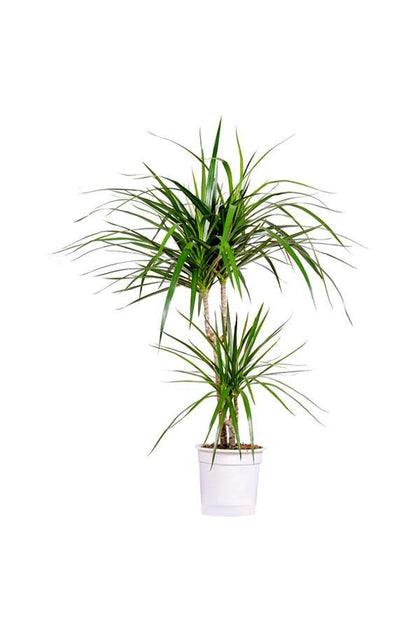 Dragon Tree Branched - Branched Dracaena - Plantsworld.ae - {{ varient.name }}