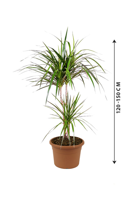 Dragon Tree - Branched Dracaena - Indoor Plant