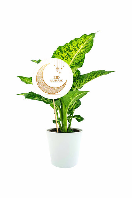 Eid Gift-Dieffenbachia Camilla- Dumb Cane-Indoor Plant