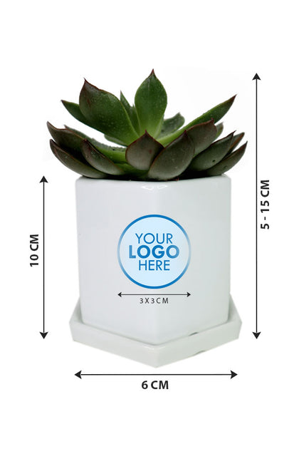Echeveria OVR-In Ceramic Pot with Branding