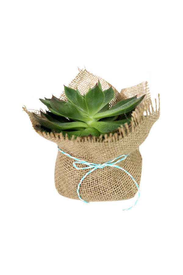 Echeveria OVR – mit Jute umwickelter Kindergartentopf