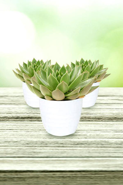 Echeveria OVR - Evergreen Succulent With White Ceramic Pot - Echeveria OVR - Evergreen Succulent With White Ceramic Pot - Plantsworld.ae