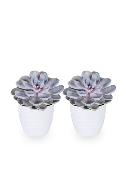 Buy One Get One - Echeveria Tippy Evergreen Succulent Plant