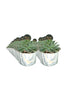 Echeveria Tippy -Evergreen Succulent-In Design Pot