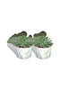Echeveria Tippy -Evergreen Succulent-In Design Pot