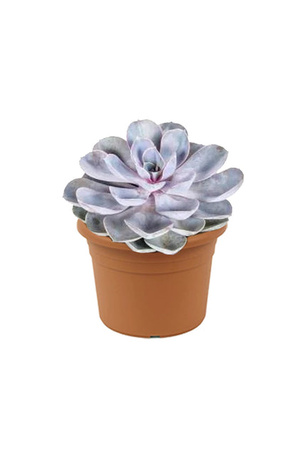 Echeveria Tippy - Evergreen Succulent