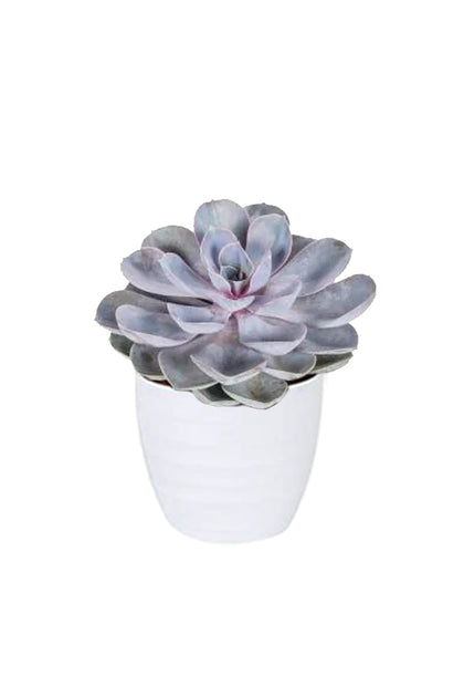 Echeveria Tippy - Evergreen Succulent