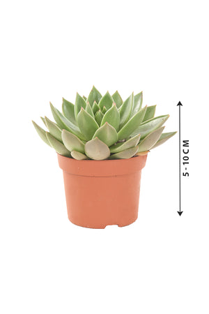 Echeveria OVR - Evergreen Succulent Flowering plant - Plantsworld.ae