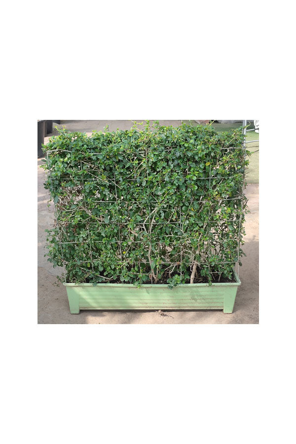 Erethria - Box Shaped Large Size