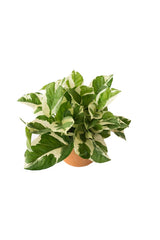 Njoy-Pflanze – Epipremnum pinnatum – Zimmerpflanze