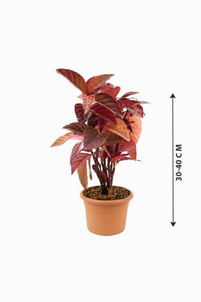 Eranthemum Black-	Eranthemum Nigrum - Plantsworld.ae - {{ varient.name }}