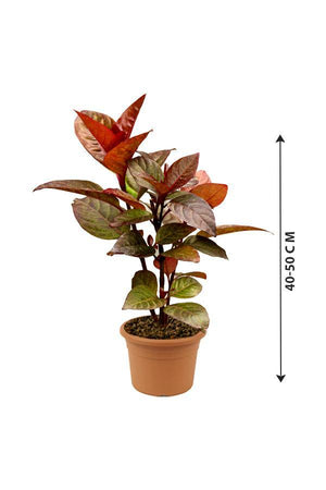 Eranthemum Black-	Eranthemum Nigrum - Plantsworld.ae - {{ varient.name }}