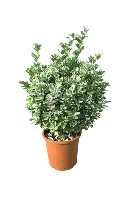 Euonymus Japonicus Japanese Spindle Outdoor Flowering Plant with Glossy Green Foliage
