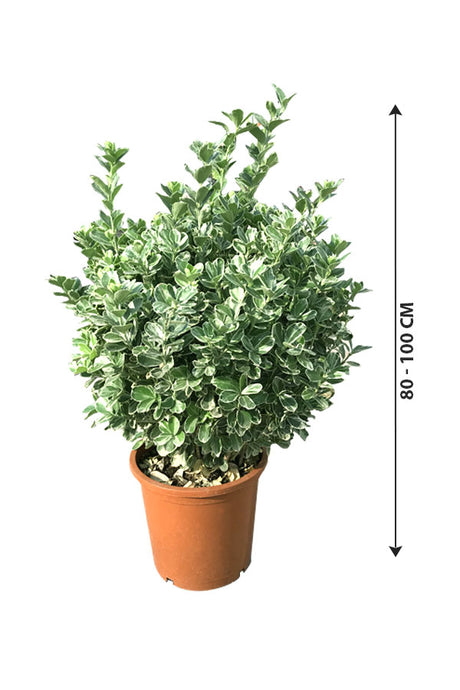 Euonymus Japonicus-Japanese Spindle-Outdoor Flowering Plant