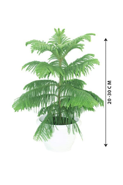Evergreen Tree-Norfolk Island Pine-Araucaria Heterophylla - Evergreen Tree-Norfolk Island Pine-Araucaria Heterophylla - Plantsworld.ae