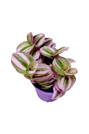 Tradescantia Nanouk - Tradescantia Albiflora 'Nanouk' - Plantsworld.ae