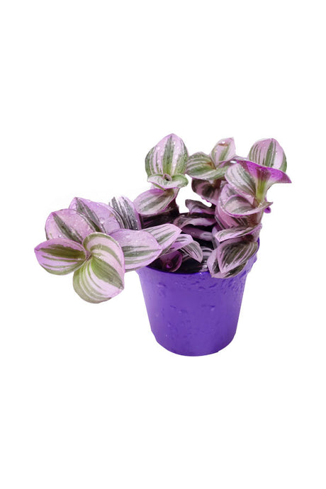 Fantasy Venedig - Tradescantia Albiflora Nanouk - Zimmerpflanze