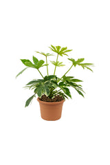 Fatsia Japonica 'Variegata '- Paper Plant