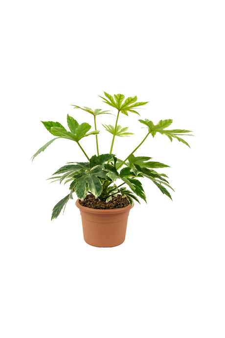 Fatsia Japonica 'Variegata '- Paper Plant