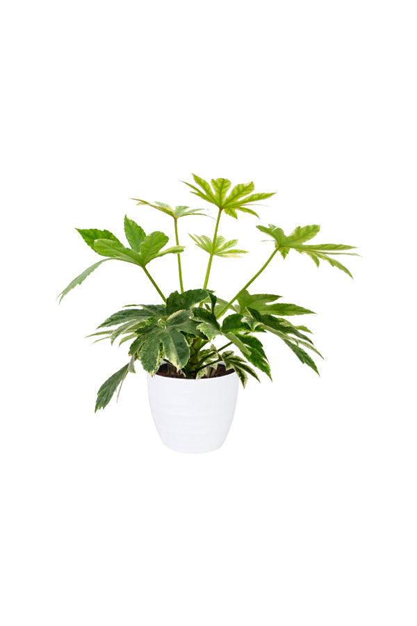 Fatsia Japonica 'Variegata' Paper Plant - Variegated Indoor Plant
in white ceramic pot