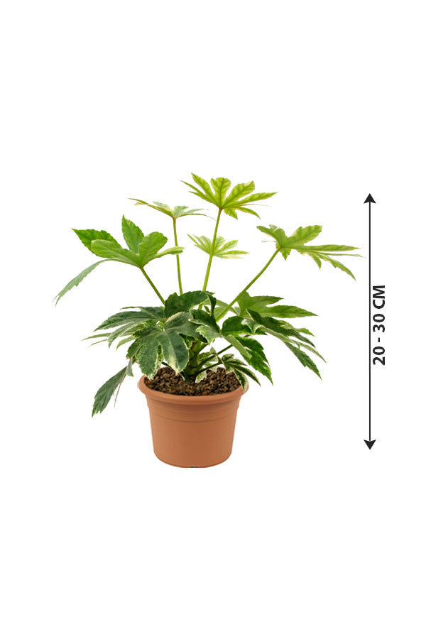 Fatsia Japonica 'Variegata '- Paper Plant